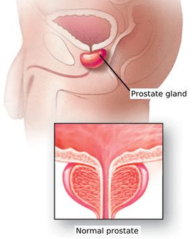 Schematic structure of the male prostate